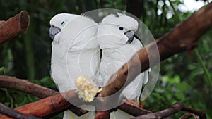 Two white parrots in love are looking at the camera