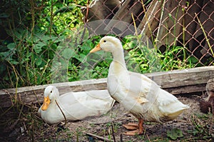 Two white Peking ducks in a poultry farm in summer day