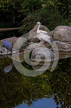 Two white pelicans are on large stones on the river bank in the park in springtime.