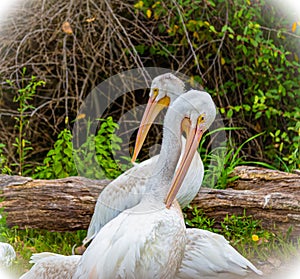 Two white pelicans pecking with long beaks. Bird, birds, photo