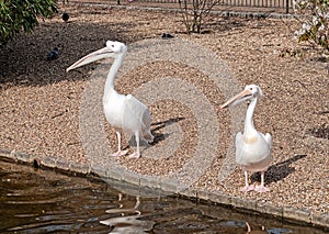 Two white pelicans in the park