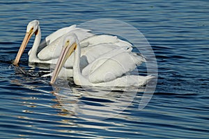 Two white pelicans swimming