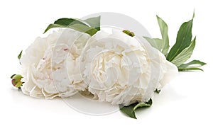 Two white peonies.