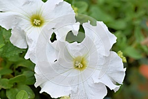 Two White Petunias