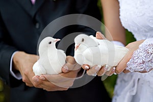 Two white pigeons
