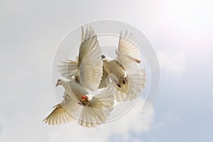 Two white pigeons flutter against the sky with sunny hotspot