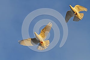 Two white pigeons fly in sunlight