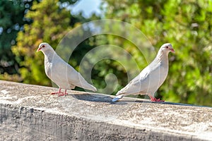 Two white pigeons with red beaks