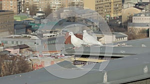 Two white pigeons are sitting on the roof against the background of the city