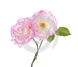 Two white-pink  Roses isolated on white background.  Selective focus photo