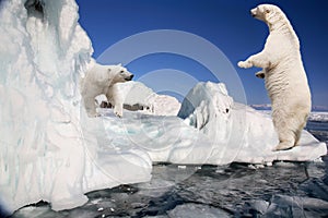 Dve biely polárna medvede 