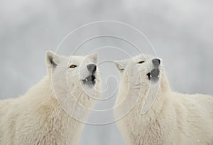 two white polar howling wolves against the backdrop of winter forest