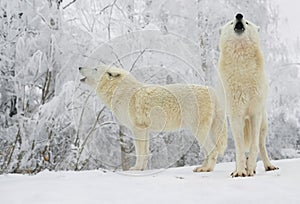 two white polar howling wolves against the backdrop of winter forest