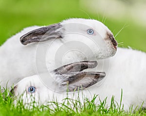 Two white rabbits with black ears on the green grass. Beauty in nature.