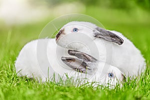 Two white rabbits with black ears snuggled up to each other on the green grass. Beauty in nature.