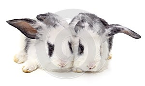 Two white rabbits