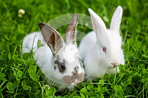 Two white rabbits sitting in grass