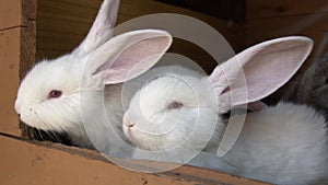 Two white rabbits and two brown on the farm, close up slow motion