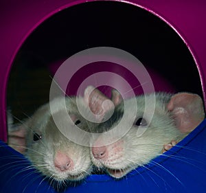 Two white rats snuggling in a rat pile