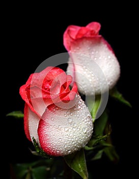 Two white with red border roses