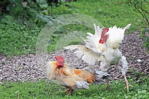 Two white and red are going to fight fluffed wings