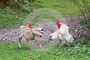 Two white and red are going to fight fluffed wings