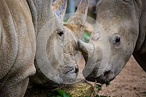 Two White Rhino