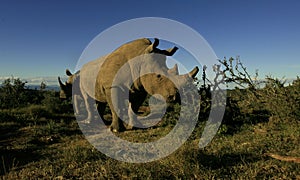 Two white rhino approching