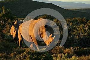 Two white rhino approching during sunset