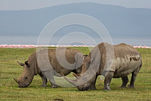 Two white rhino eating grass with pink flamingos and Lake Nakuru Kenya