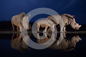Two white rhino families standing at a water hole during the blue hour