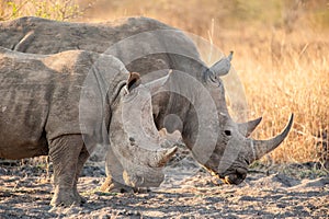 Two White rhinoceros Ceratotherium simum