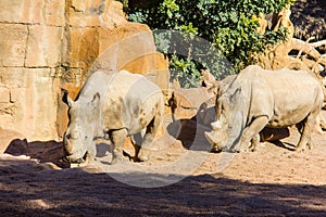 Two white rhinoceros, Ceratotherium simum, walking on a natural environment