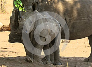 Two white rhinoceros standing under a tree