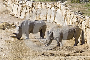 Two white rhinoceros in the wild