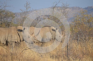 Two white rhinos