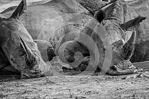 Two White rhinos laying in the mud