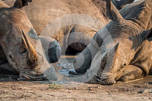 Two White rhinos laying in the mud