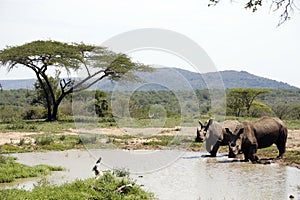 Two white rhinos in a NP, Africa