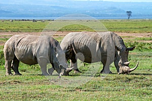 Two white rhinos