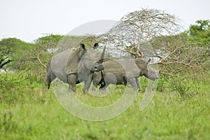 Two White Rhinos walking through brush in Umfolozi Game Reserve, South Africa, established in 1897