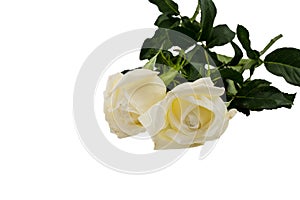 Two white Rose isolated on white background