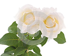 Two white roses.