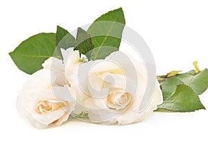 Two white roses.