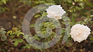Two white roses of a gentle shade fluctuate in the wind.