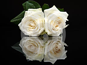 Two white roses with mirror image on black