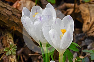 Two of white saffron flowers spring forest flowers seasonal detail