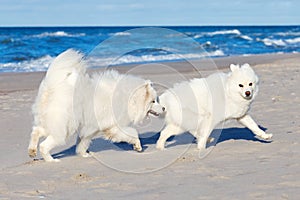 Two white Samoyed dog playing on the beach by the sea