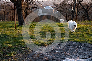 Two white samoyed dogs playing together in the garden