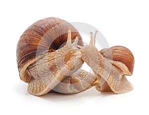 Two white snails